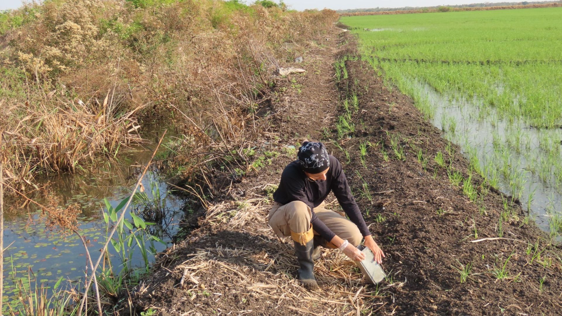 Ciência e indústria ainda avaliam pouco os impactos dos agrotóxicos na biodiversidade, mostra pesquisa da UFPB