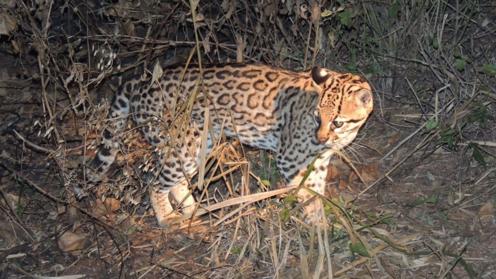 Três em cada quatro comunidades de mamíferos não-voadores da caatinga perderão espécies até 2100, aponta pesquisa da UFPB Três em cada quatro comunidades de mamíferos não-voadores da caatinga perderão espécies até 2100, aponta pesquisa da UFPB
