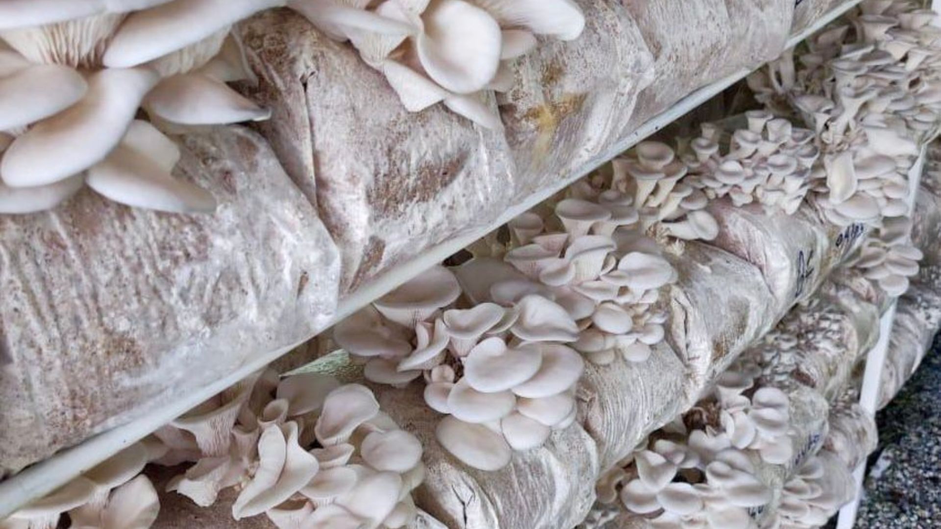 UFPB recruta voluntários para pesquisa que investiga ação de cogumelos no controle da pressão alta Foto: Arquivo Pessoal