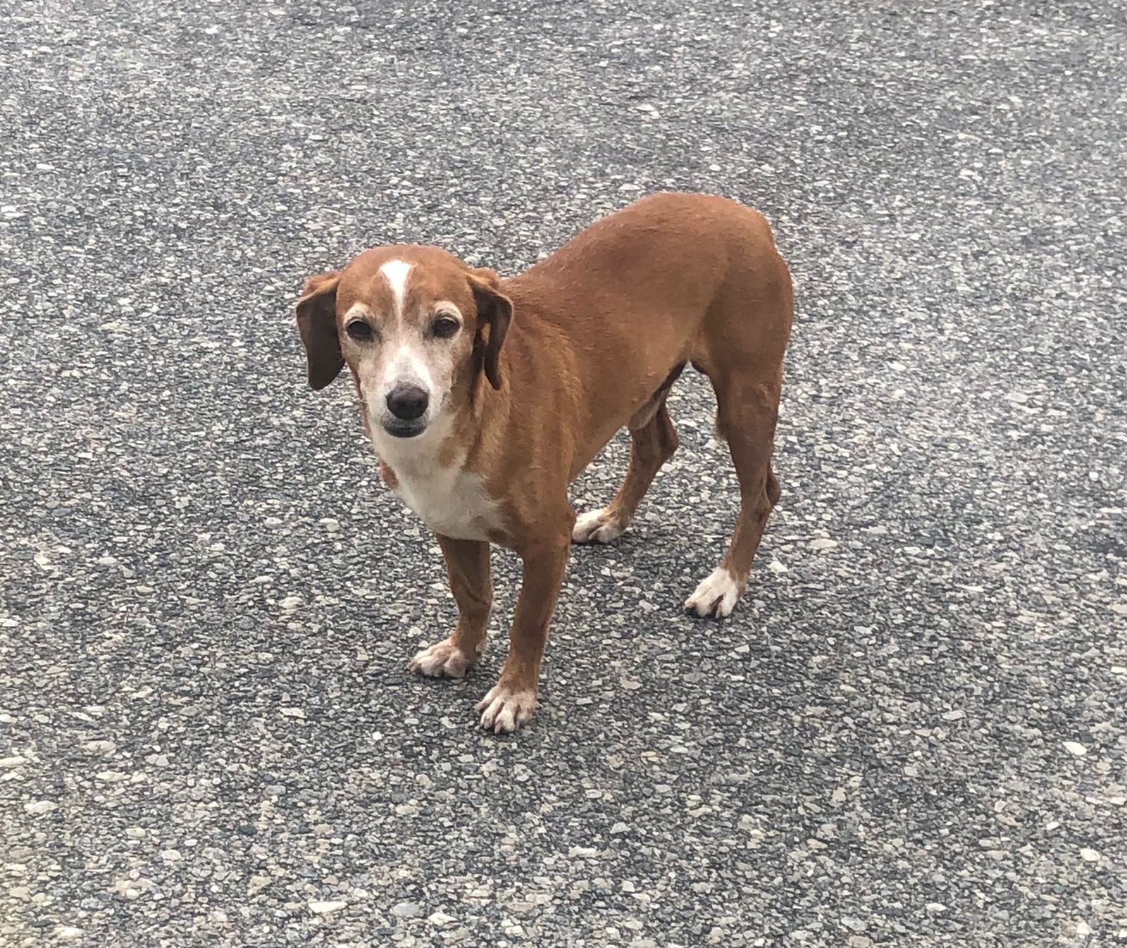 CAMPANHA: PROJETOS DE EXTENSÃO DA UFPB QUEREM CONSTRUIR CERCA PARA MELHOR ACOMODAR CÃES ABANDONADOS Foto: Angélica Gouveia