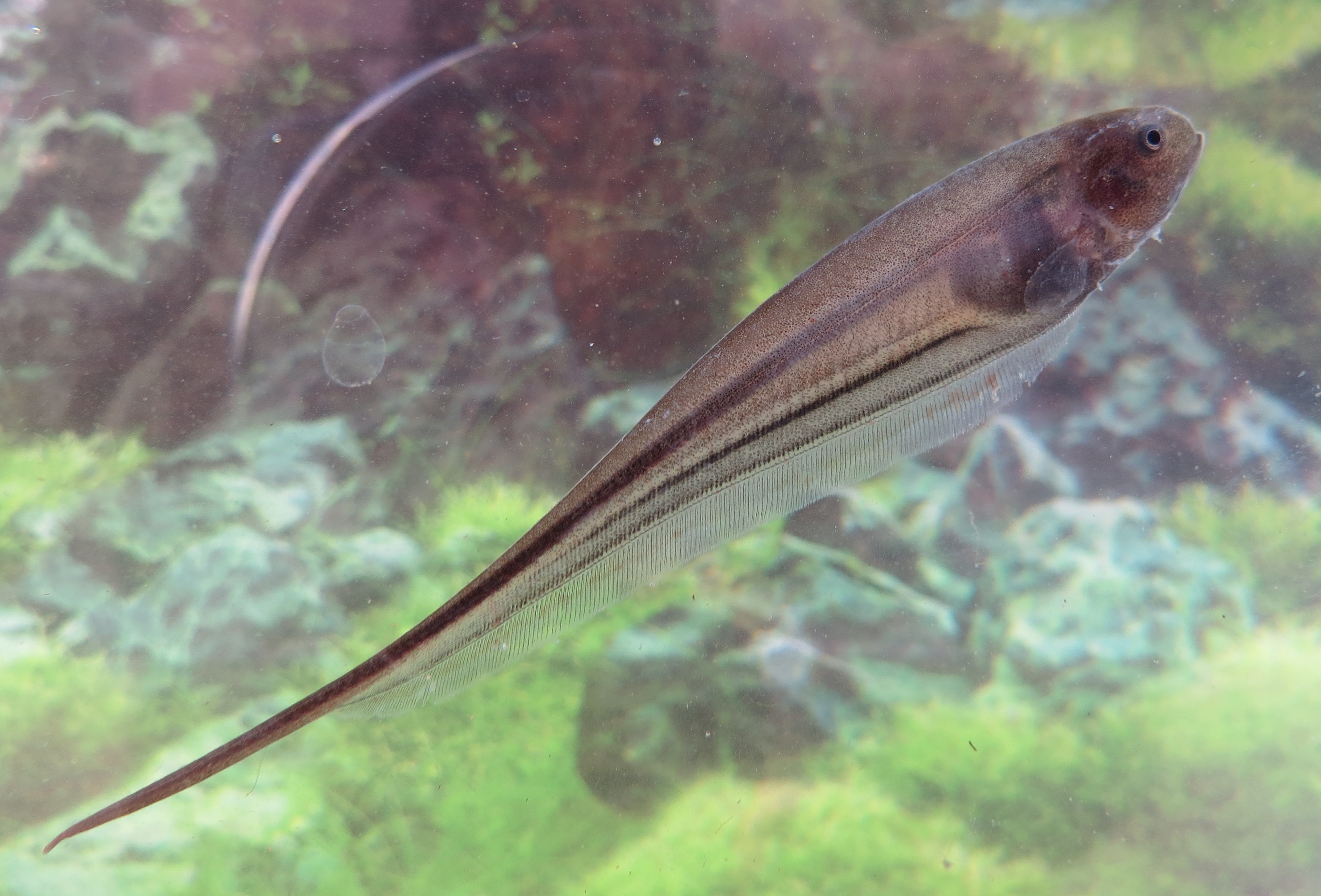 CIENTISTA DA UFPB PARTICIPA DA DESCOBERTA DE TRÊS NOVAS ESPÉCIES DE PEIXE Foto: Divulgação