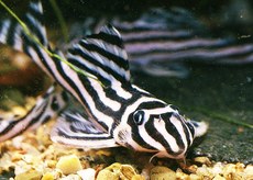 O peixe cascudo-zebra, criticamente ameaçado de extinção, foi uma das espécies identificadas em anúncios de venda em grupos do Facebook. Foto: Autor Desconhecido