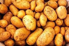 Estudo da UFPB comprovou eficácia do uso da batata inglesa para infecções do estômago, como a gastrite. Crédito: Autor Desconhecido