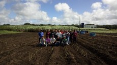 Genótipos da planta apresentaram produtividade de 80 t por hectare. Crédito: Divulgação