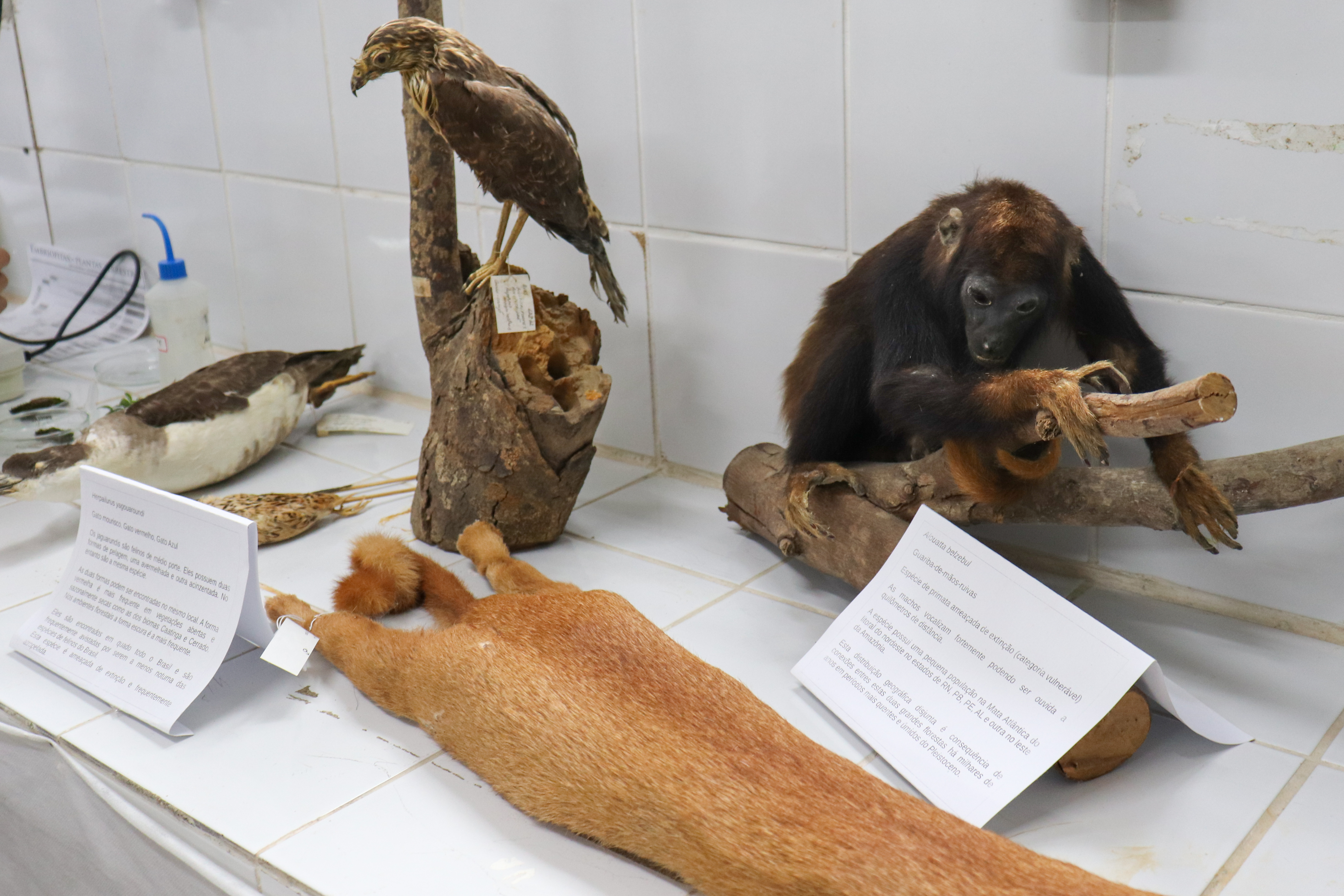 PROJETO CIRCULAR CULTURAL PROMOVE VISITAÇÃO AOS MUSEUS E ESPAÇOS CULTURAIS DA UFPB NO DIA 18 DE MAIO Foto: Angélica Gouveia