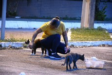 O projeto realiza atividades de alimentação, resgate, levantamento quantitativo e catalogação. Além disso, oferece cuidados médicos como castração, vermifugação e vacinação e controle habitacional. Foto: Matha Idalilna